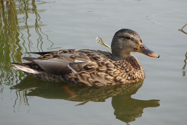Sådan løser du kryptiske krydsord – trin for trin