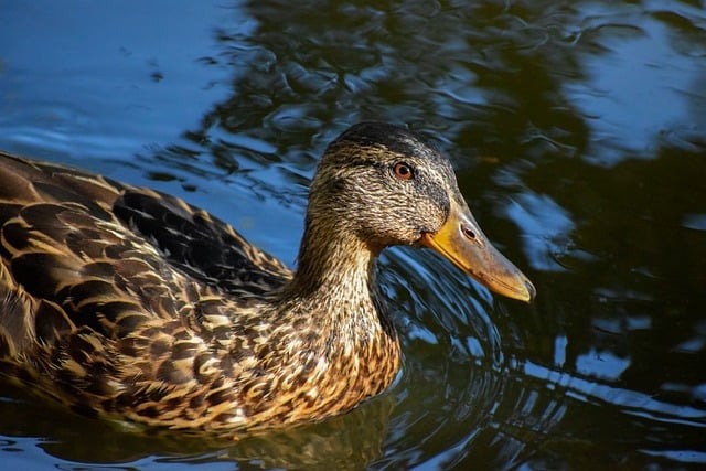 Fælder og finter: Undgå de klassiske krydsordsfejl