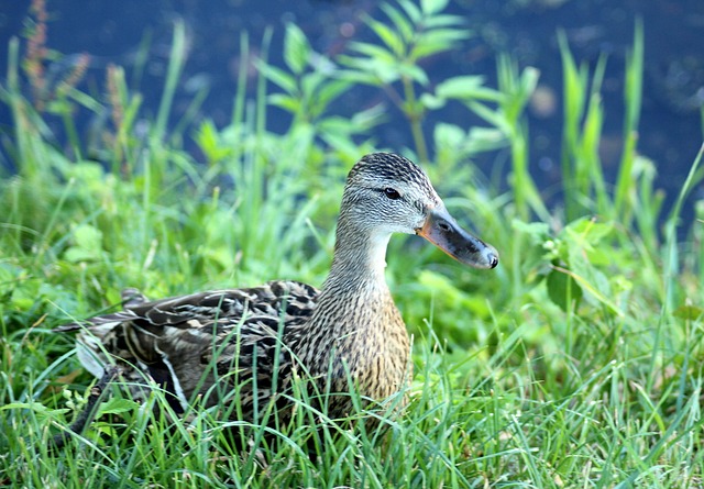 Fra begynder til mester: Krydsordteknikker, der gør dig skarpere