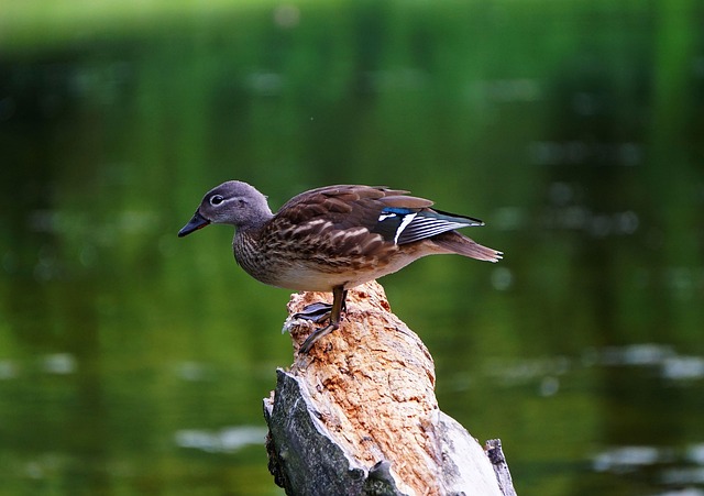 Hemmelige tricks: Sådan løser eksperterne deres krydsord