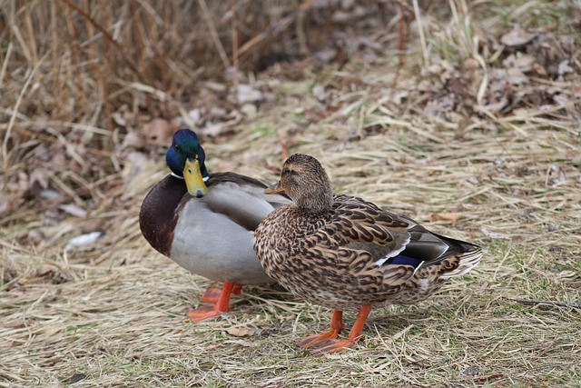 Fra begynder til mester: Trin-for-trin krydsordstrategi