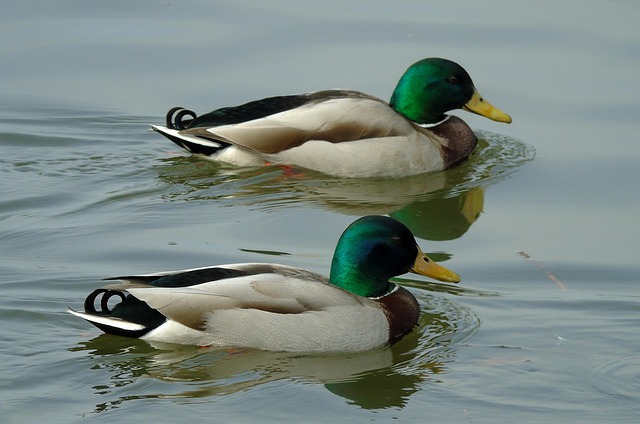 Krydsord hjælp: De mest brugte ord og forkortelser