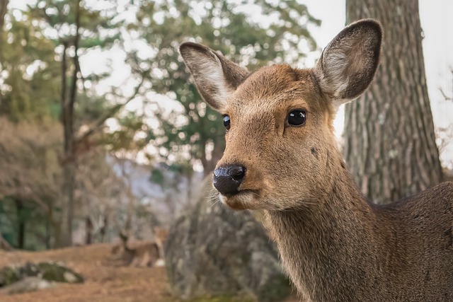 Opdag det vilde dyreliv i Guangzhou: En guide til Kinas naturskatte